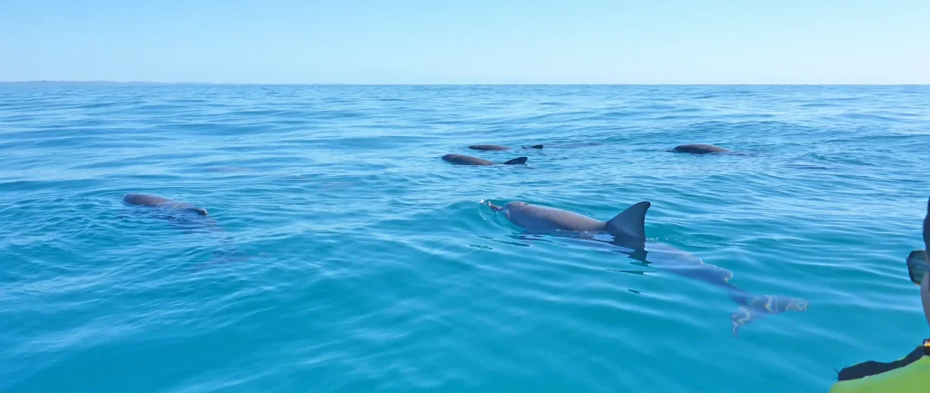 kayaking tours noosa