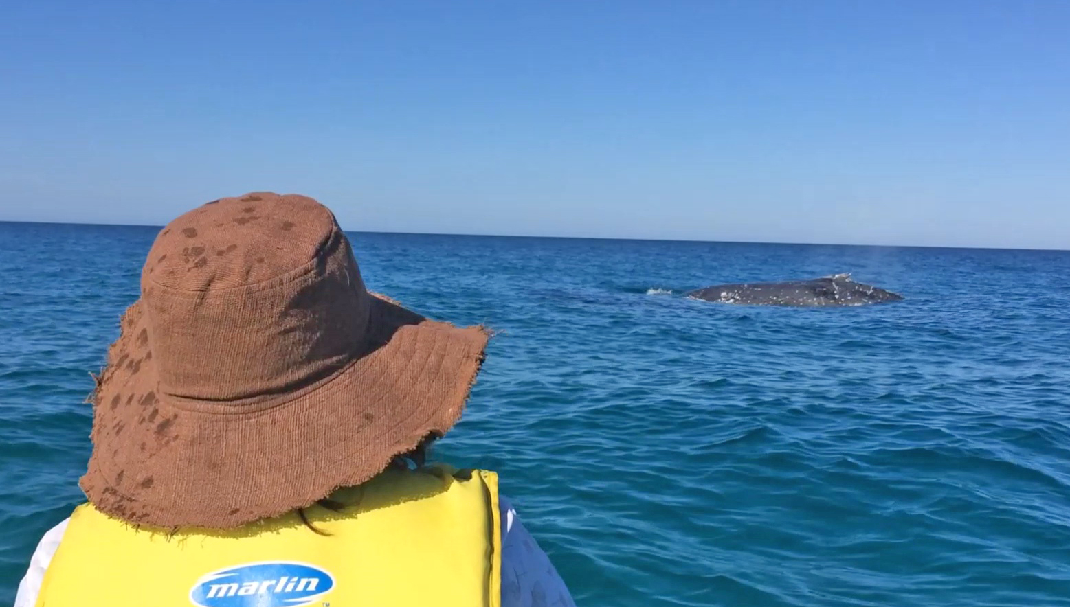 whale watching ocean kayaking tour noosa